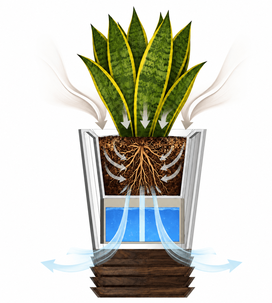 Cross-section of the Vas planter showing the plant, root system, sorbent media and water reservoir