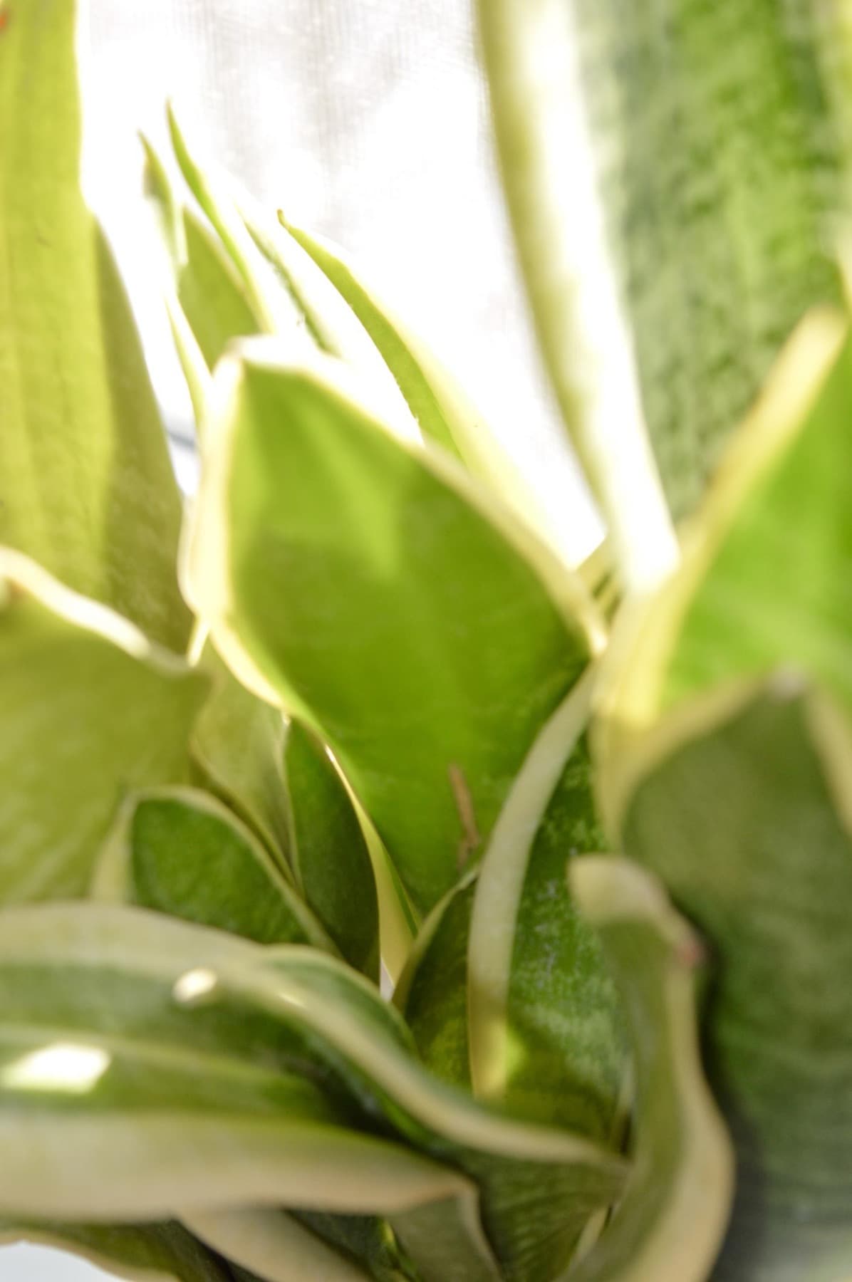Close-up of Sansevieria leaves backlit at a window