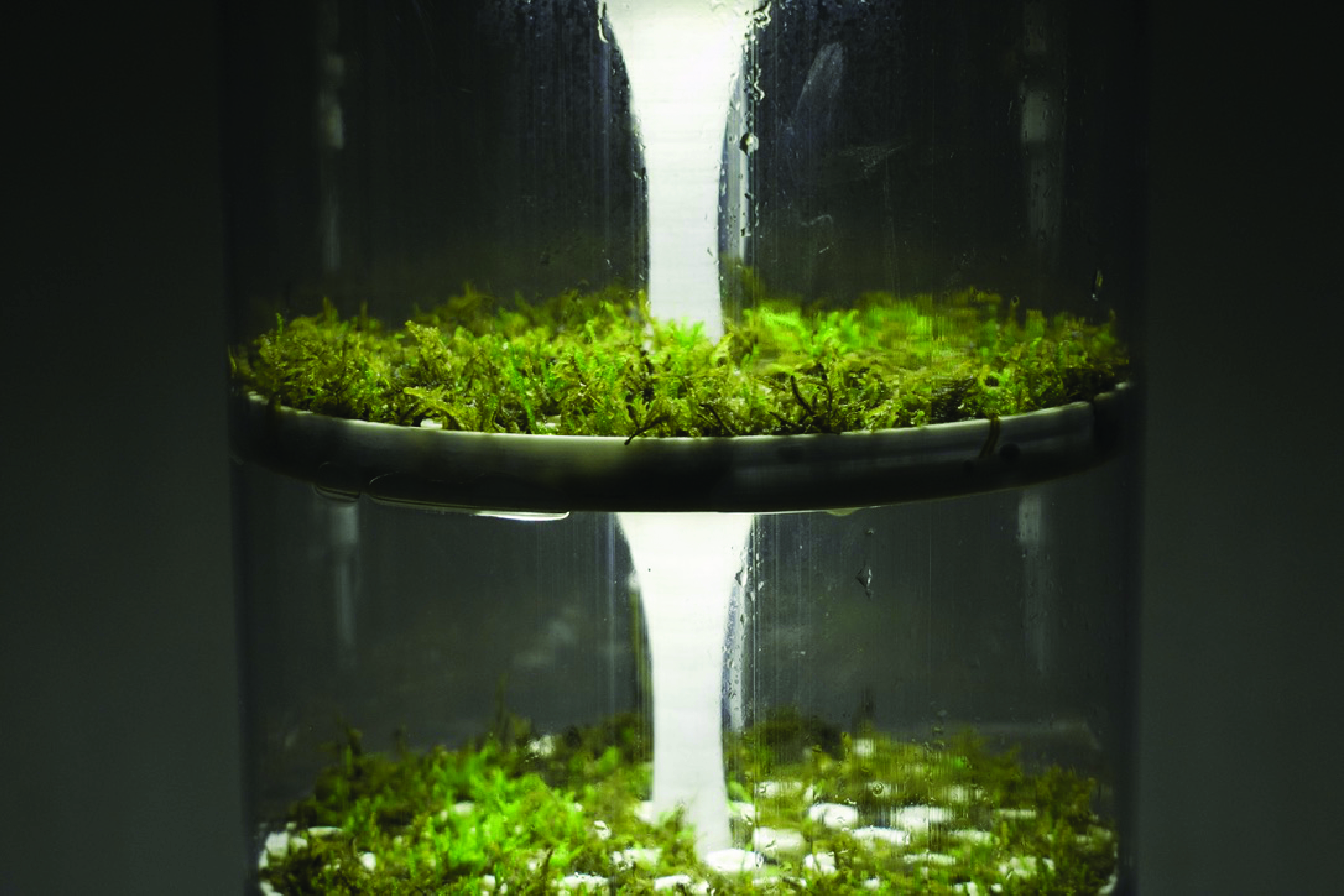 Column — moss tray with growlight